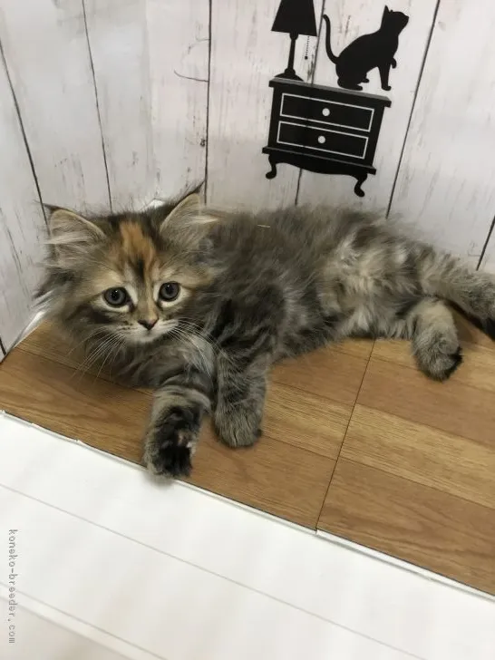 ID：1903-01293の子猫