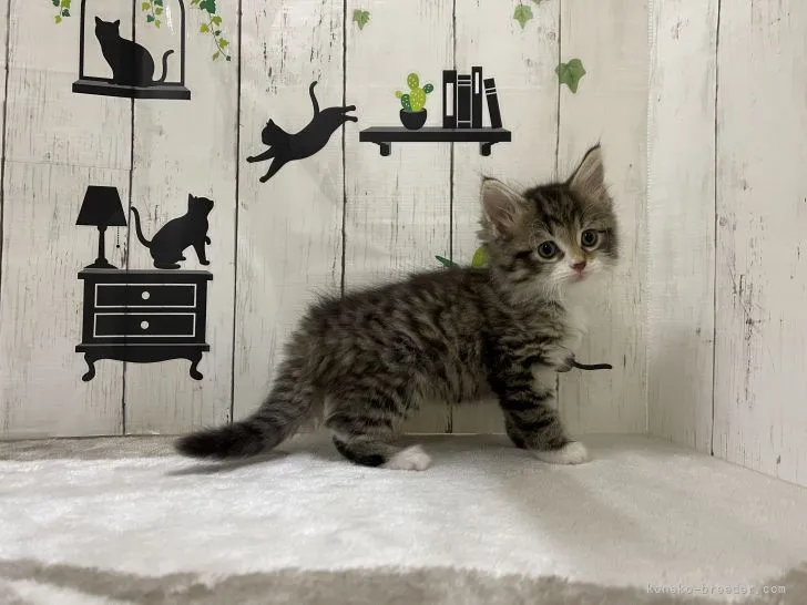 ID：2112-00054の子猫