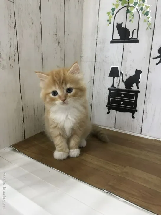 井上 様のお迎えした子猫
