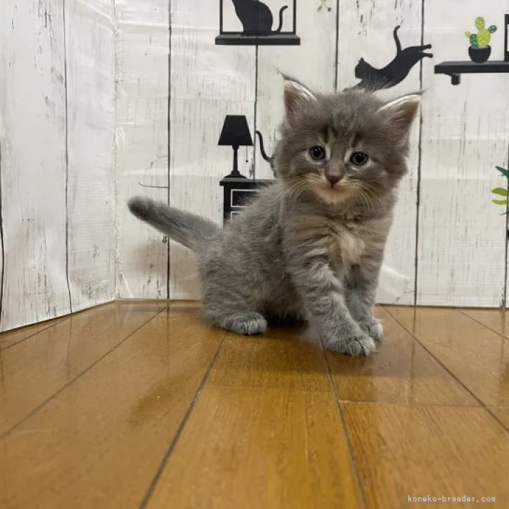 ID：2307-02177の子猫