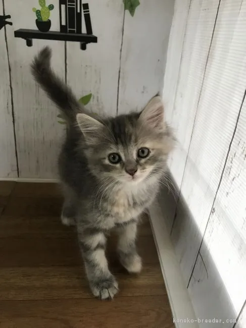 もか 様のお迎えした子猫