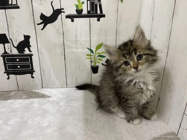 ID:2112-00053の子猫