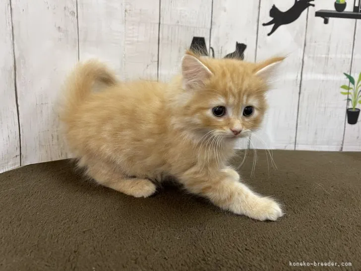 ID:2106-00342の子猫