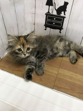 ノルウェージャンフォレストキャット【群馬県・女の子・2019年1月15日・ブラウンパッチドタビー】の写真「茶色のメッシュがチャームポイントです。」
