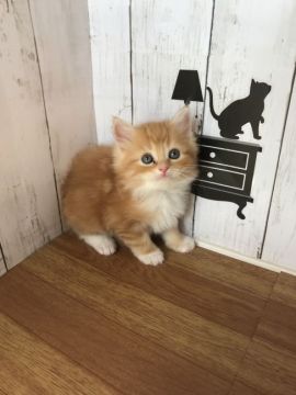 ノルウェージャンフォレストキャット【群馬県・男の子・2018年1月15日・レッドタビー&ホワイト】の写真「手袋＆ソックスのイケメンくん」