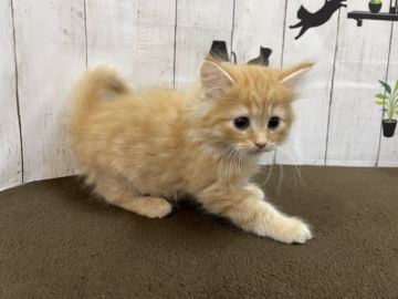 ノルウェージャンフォレストキャット【群馬県・男の子・2021年4月13日・レッドタビー】の写真「きれいな毛色の大人しい男の子です。」