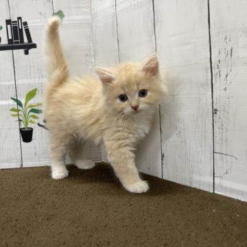 ノルウェージャンフォレストキャット【群馬県・男の子・2022年5月24日・クリーム&ホワイト】の写真「写真更新しました。ご覧ください。」