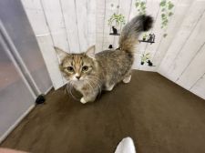 ノルウェージャンフォレストキャット【・女の子・2021年4月16日・ブラウンパッチドタビー】