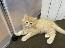 ノルウェージャンフォレストキャット【群馬県・男の子・2021年4月13日・レッドタビー】の写真2