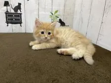 ノルウェージャンフォレストキャット【群馬県・男の子・2021年4月13日・レッドタビー】の写真5