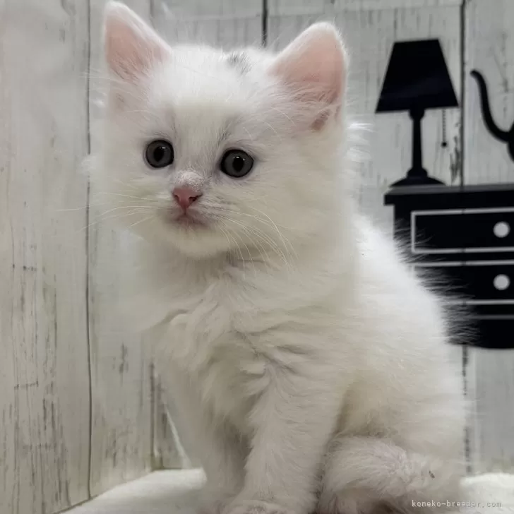 ID:2502-01891の子猫