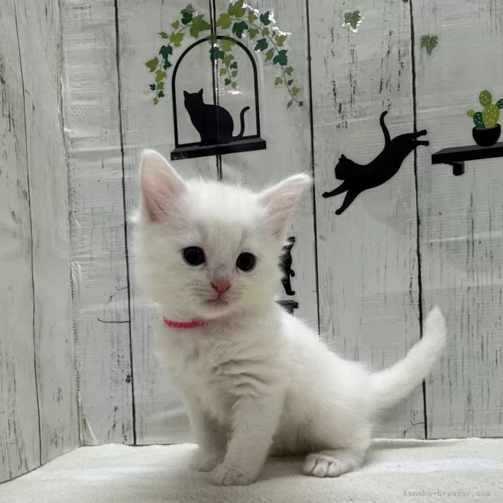 Y.K 様のお迎えした子猫