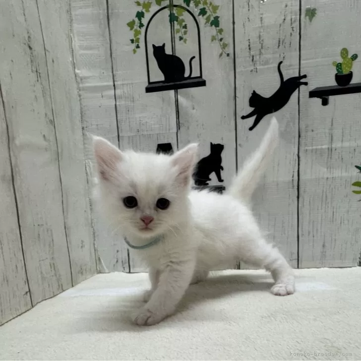 CG 様のお迎えした子猫