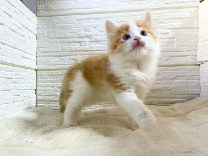 山井龍己ブリーダーのブログ レッドマッカレルタビー ホワイトの男の子 21 12 9 みんなの子猫ブリーダー 山井龍己ブリーダーのブログ レッドマッカレルタビー ホワイトの男の子 21 12 9 みんなの子猫ブリーダー