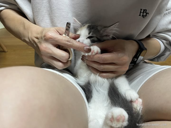 山井龍己ブリーダーのブログ：よるちゃん♪元気でね