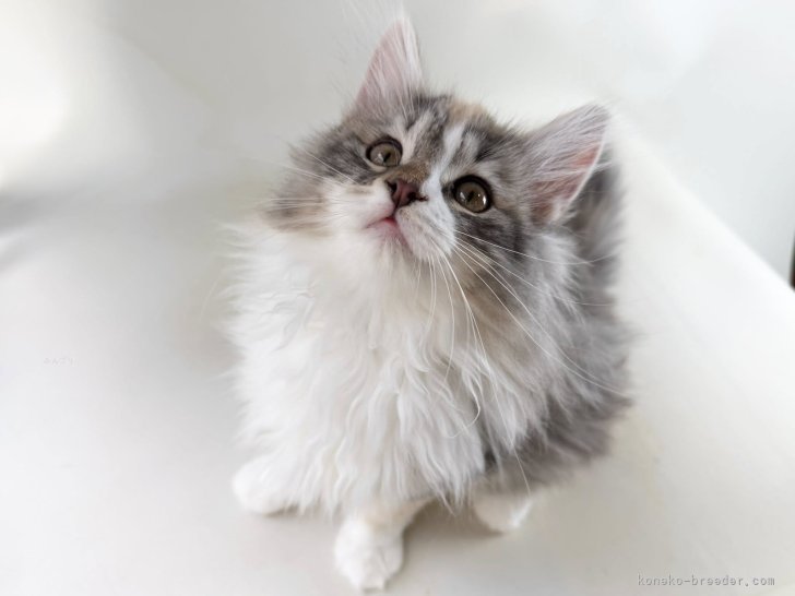 山井龍己ブリーダーのブログ：年明けからのご縁に感謝です♪