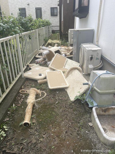 山井龍己ブリーダーのブログ：キャットタワーも・・