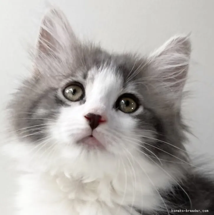 ID：2305-02523の子猫