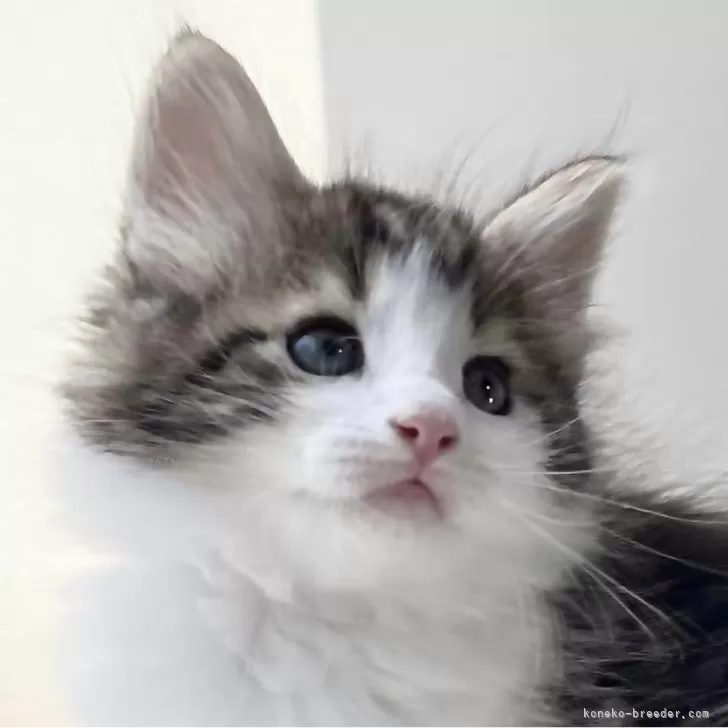 ID:2403-01976の子猫