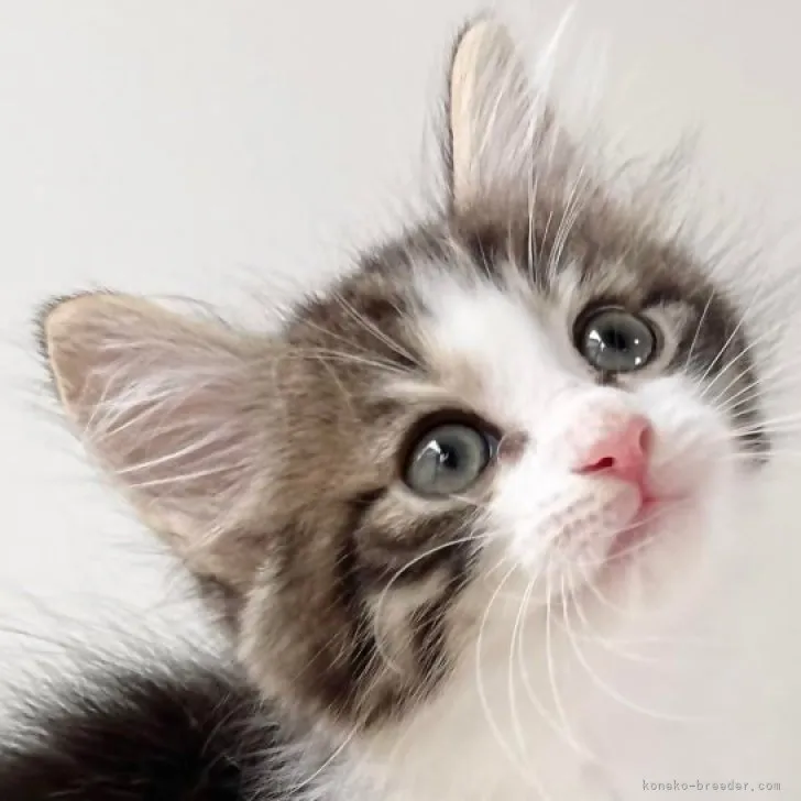 ID:2306-03306の子猫