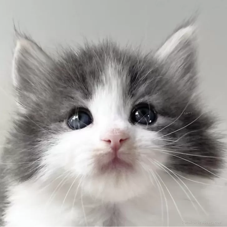 ID：2403-00978の子猫