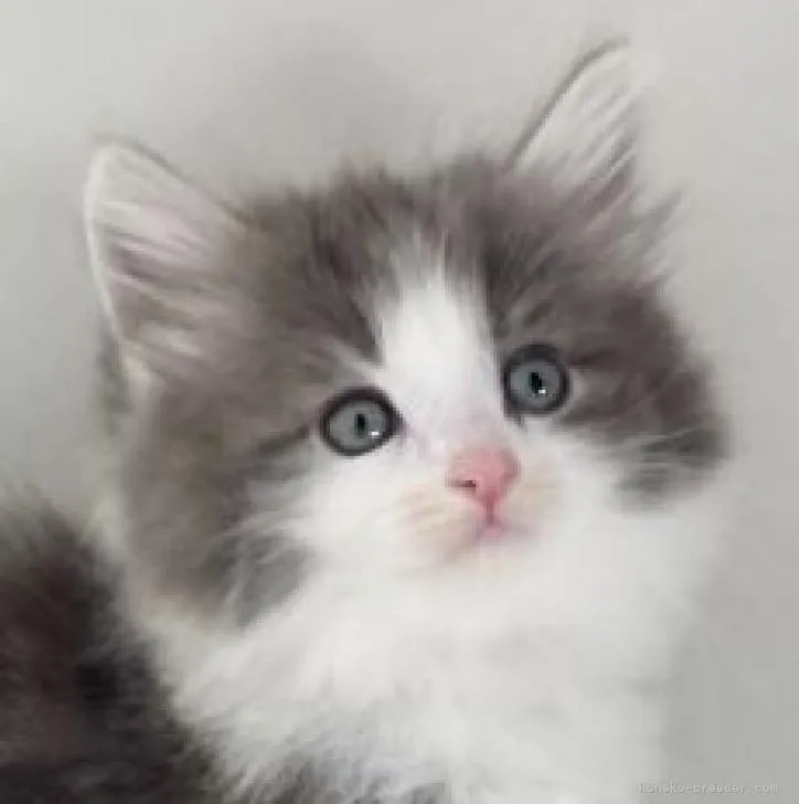 ID：2212-01561の子猫