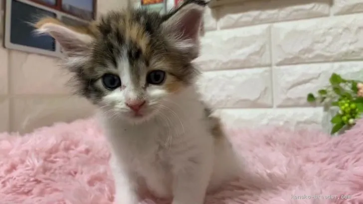 ID:2001-00636の子猫
