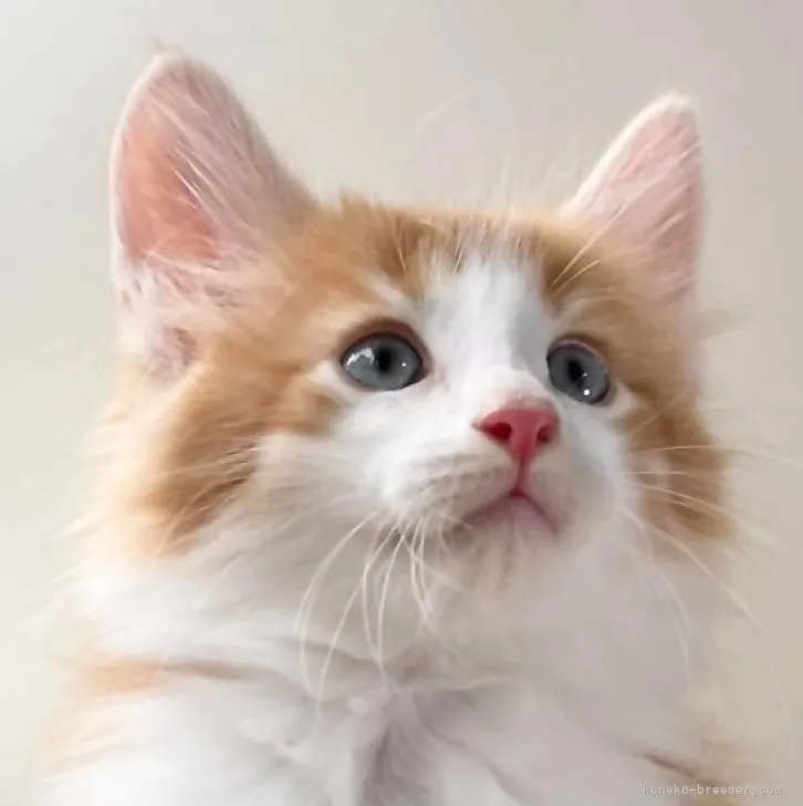 ID：2306-02154の子猫