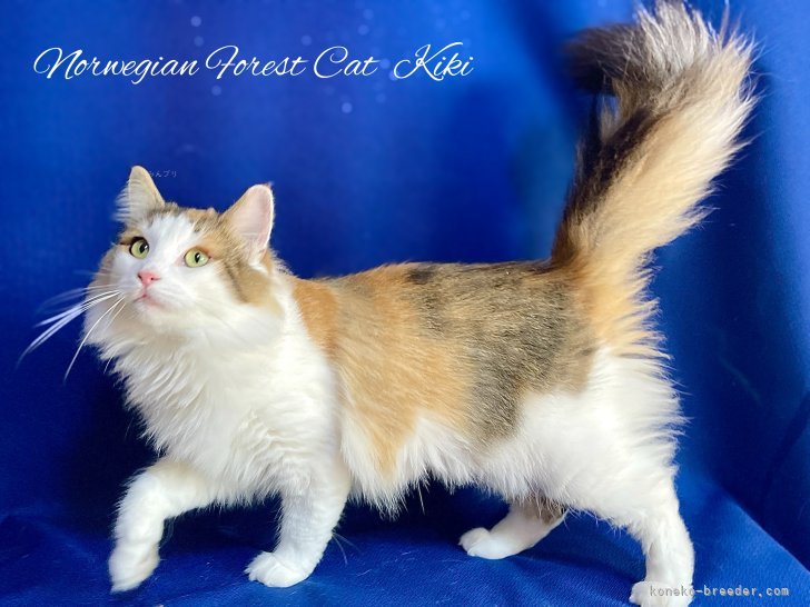 ノルウェージャンフォレストキャット【・女の子・2023年4月4日・キャリコ】