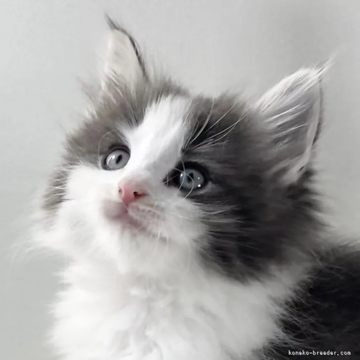 ID:2312-00438の子猫