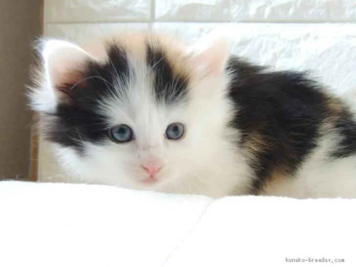 ID：2004-00731の子猫