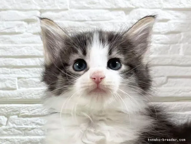 ID：2111-01222の子猫