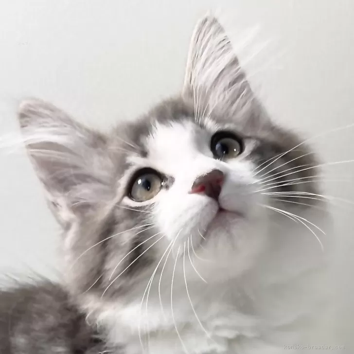 ID:2312-01786の子猫