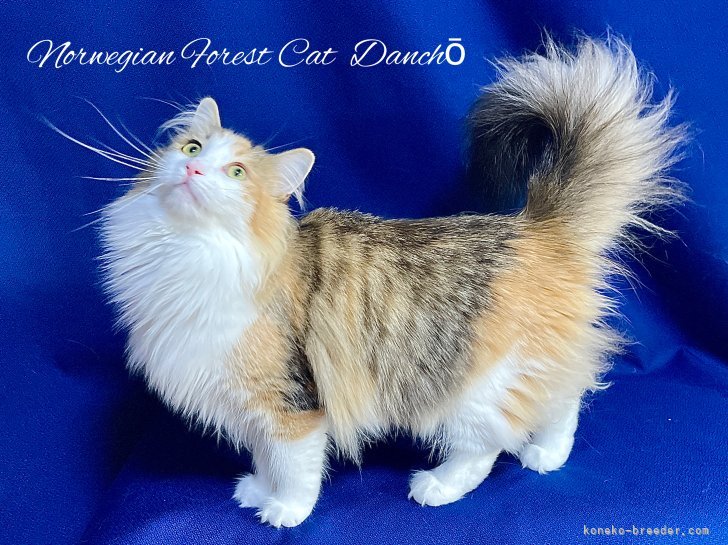 ノルウェージャンフォレストキャット【・女の子・2023年4月29日・ブラウンパッチドタビー&amp;ホワイト】