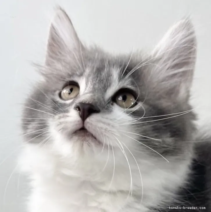 ID：2310-00417の子猫
