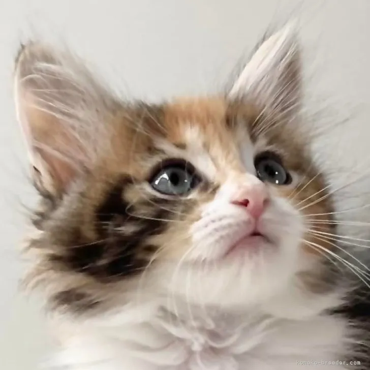 ID：2306-03299の子猫