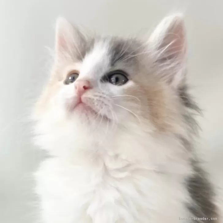 ID:2404-01860の子猫