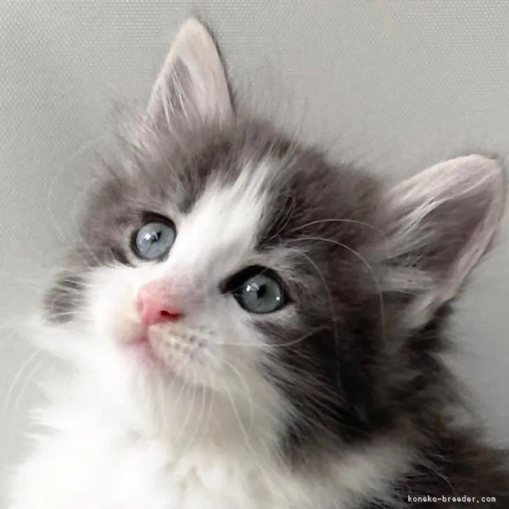 ID：2305-02527の子猫