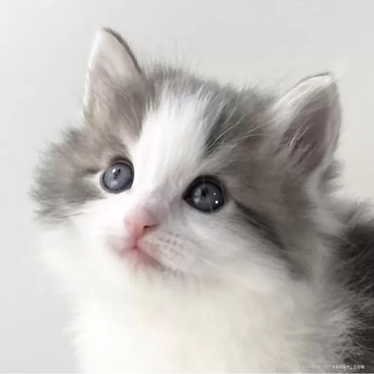 K.S 様のお迎えした子猫