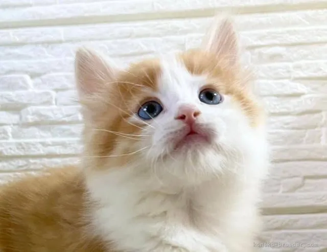 ID:2112-00439の子猫