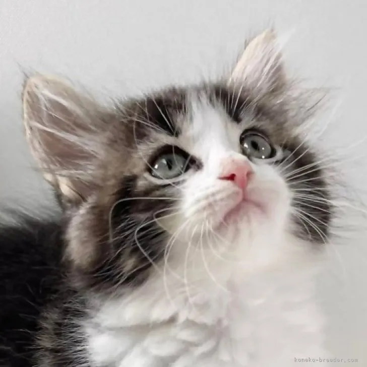 ID:2306-03302の子猫