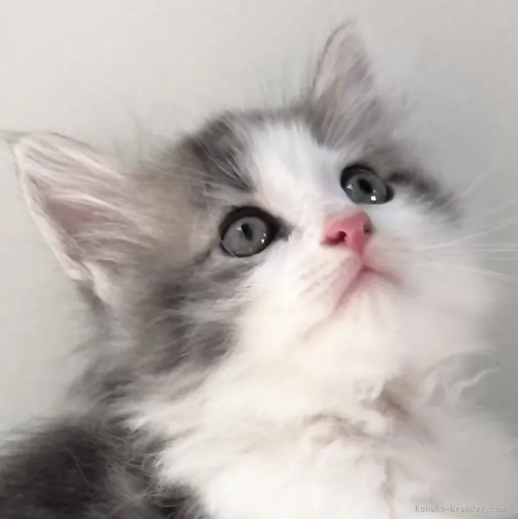 ID:2309-01215の子猫