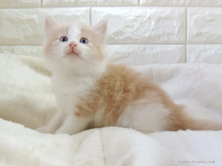 ID：2008-00573の子猫