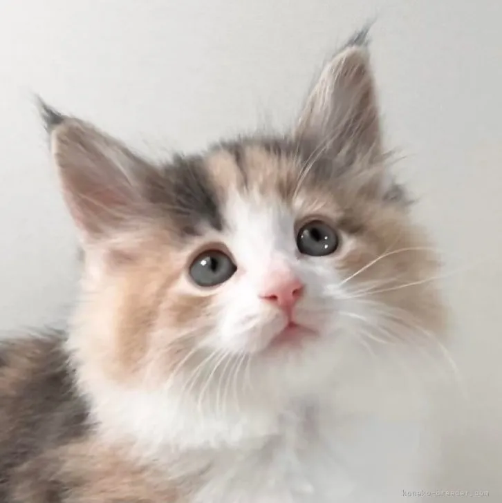 ID：2305-00550の子猫