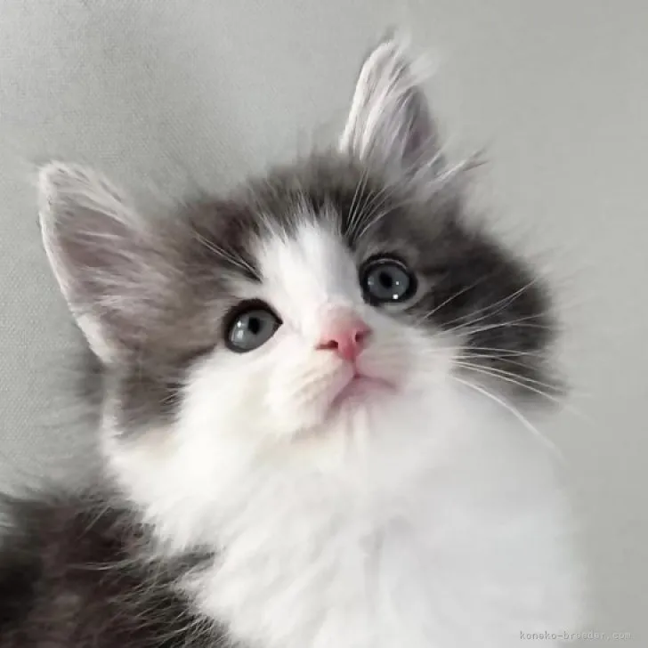 ID：2312-00422の子猫