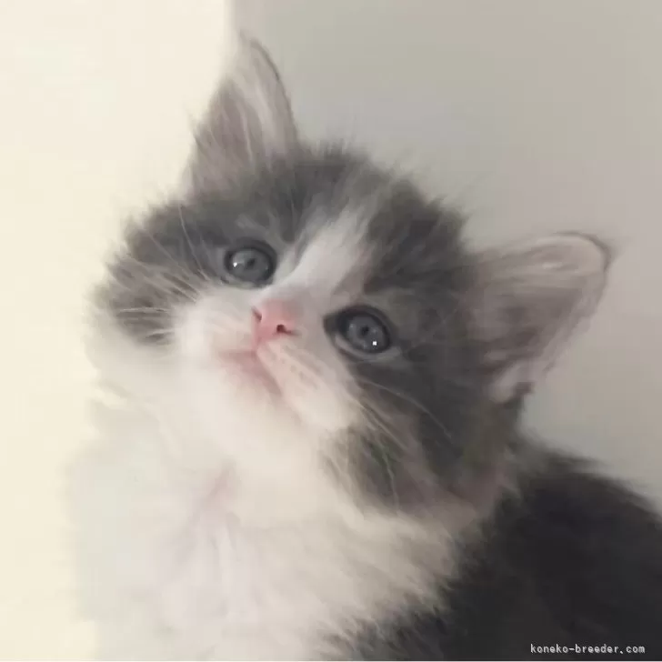 M.Ｉ 様のお迎えした子猫