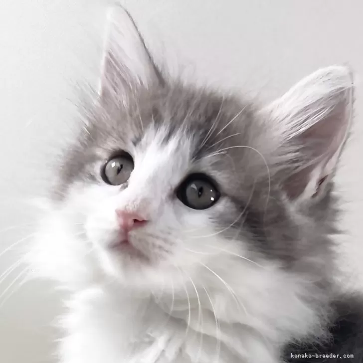 N.K 様のお迎えした子猫