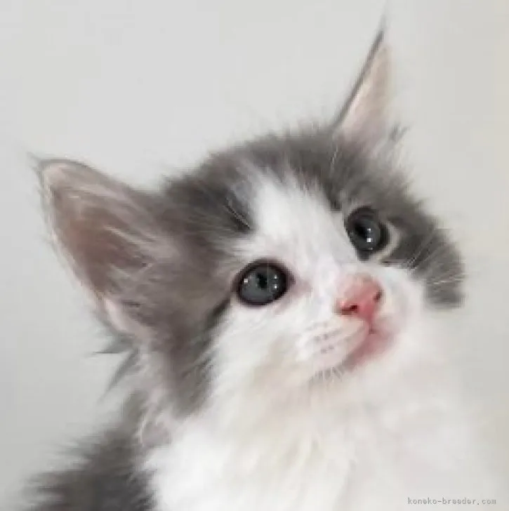 ID:2305-01526の子猫