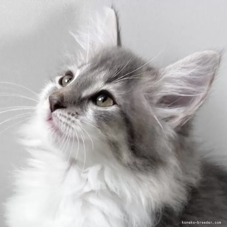 ID：2410-02479の子猫