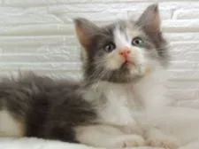 ノルウェージャンフォレストキャット【福岡県・女の子・2021年7月10日・ダイリュートキャリコ】の写真1